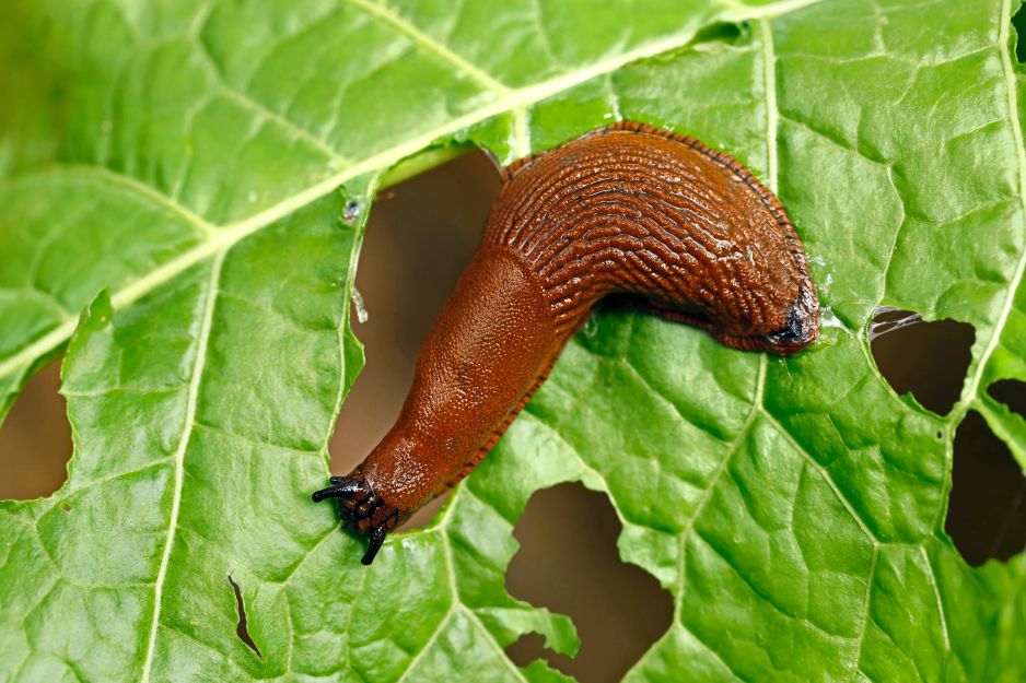 ślimaki