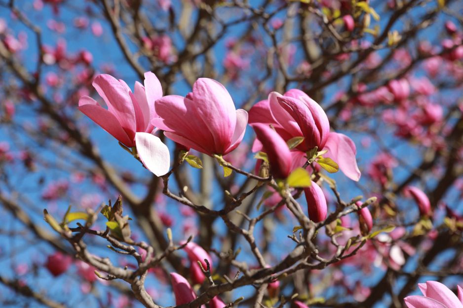 Magnolia