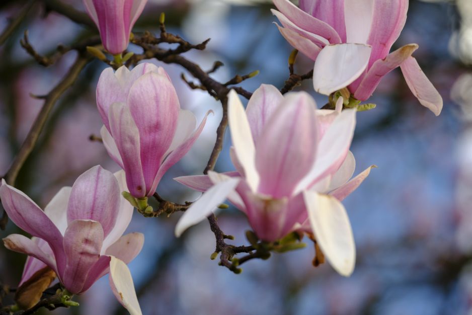 Magnolie