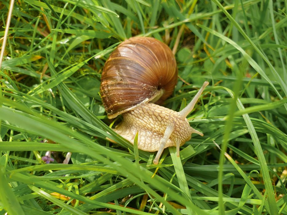 ślimak