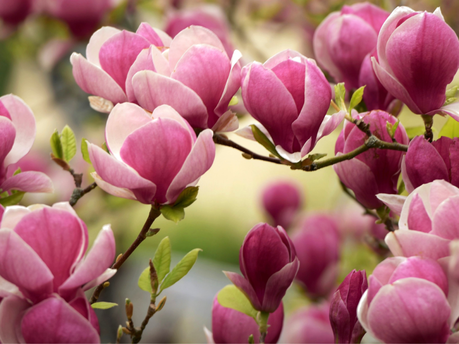 magnolia