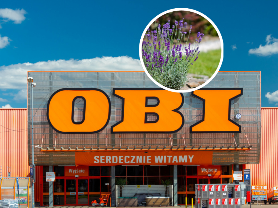 Obi