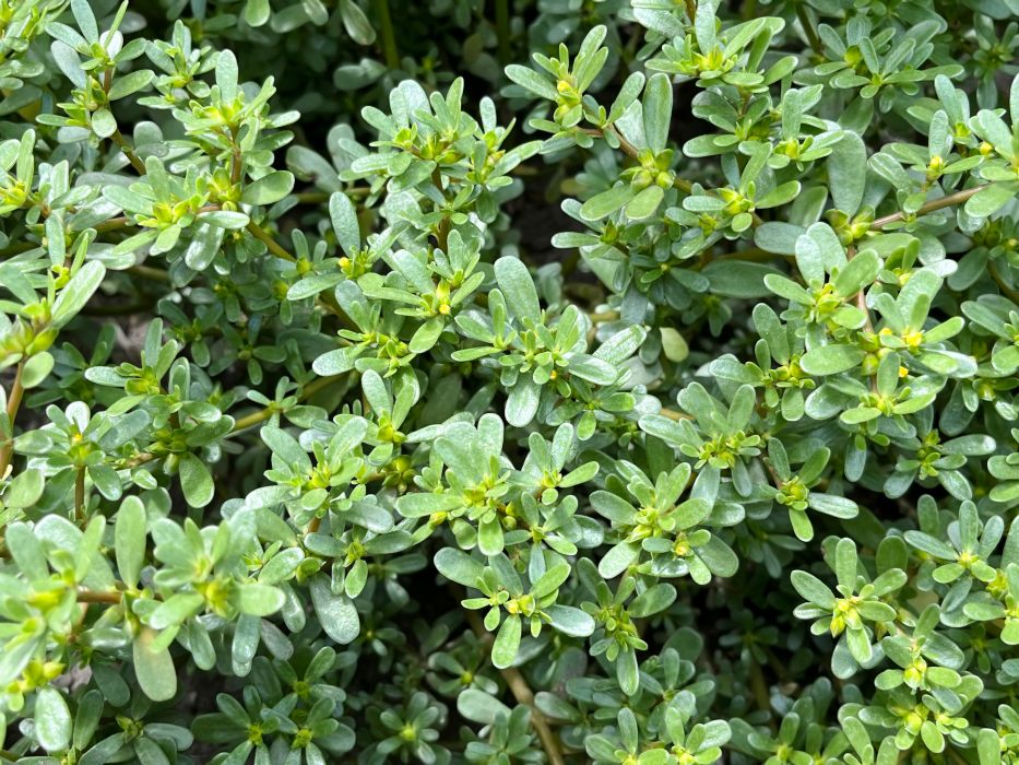 Portulaka pospolita