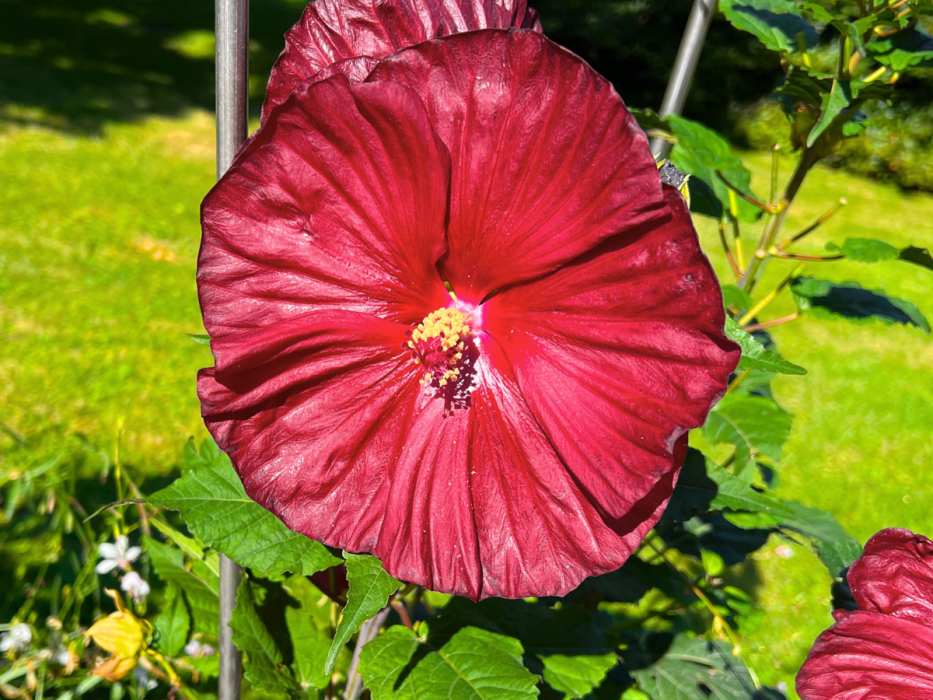 hibiskus