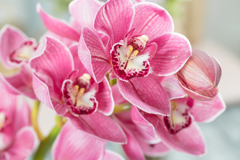 orchidea