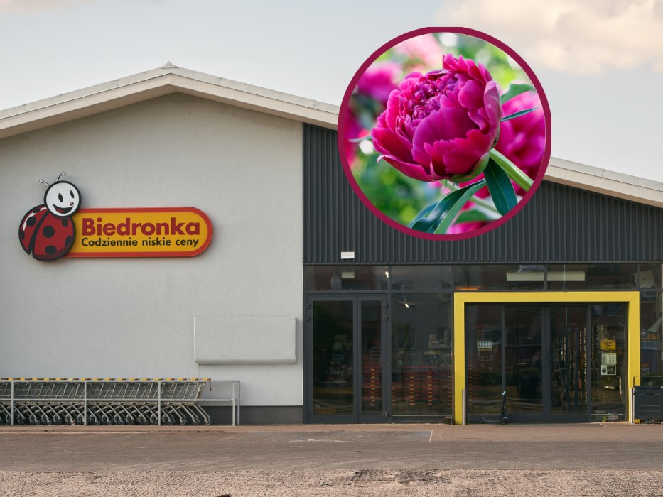 biedronka