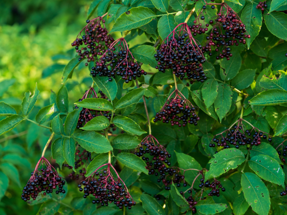 czarny bez