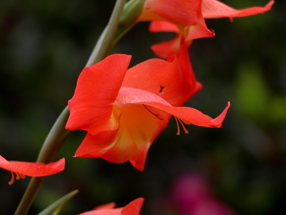 gladiola