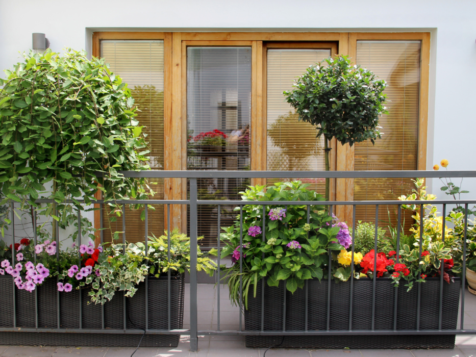 kwiaty na słoneczny balkon