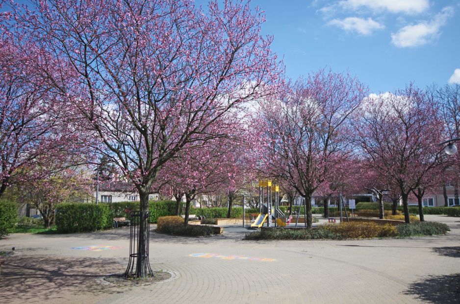 Sakura w Warszawie