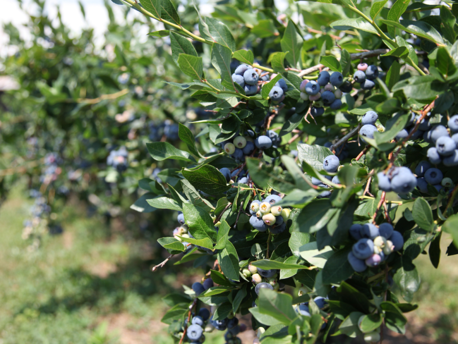 borówka amerykańska