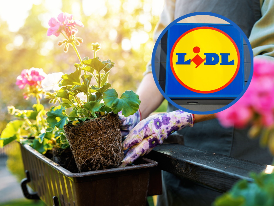 lidl doniczka