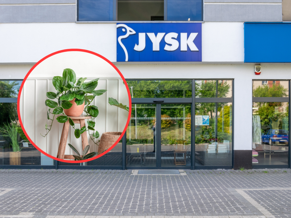 Nawadniacz do kwiatów z Jysk