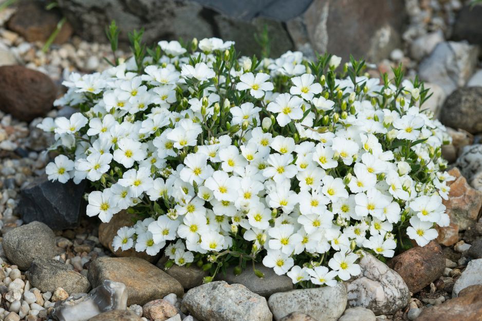 Piaskowiec górski