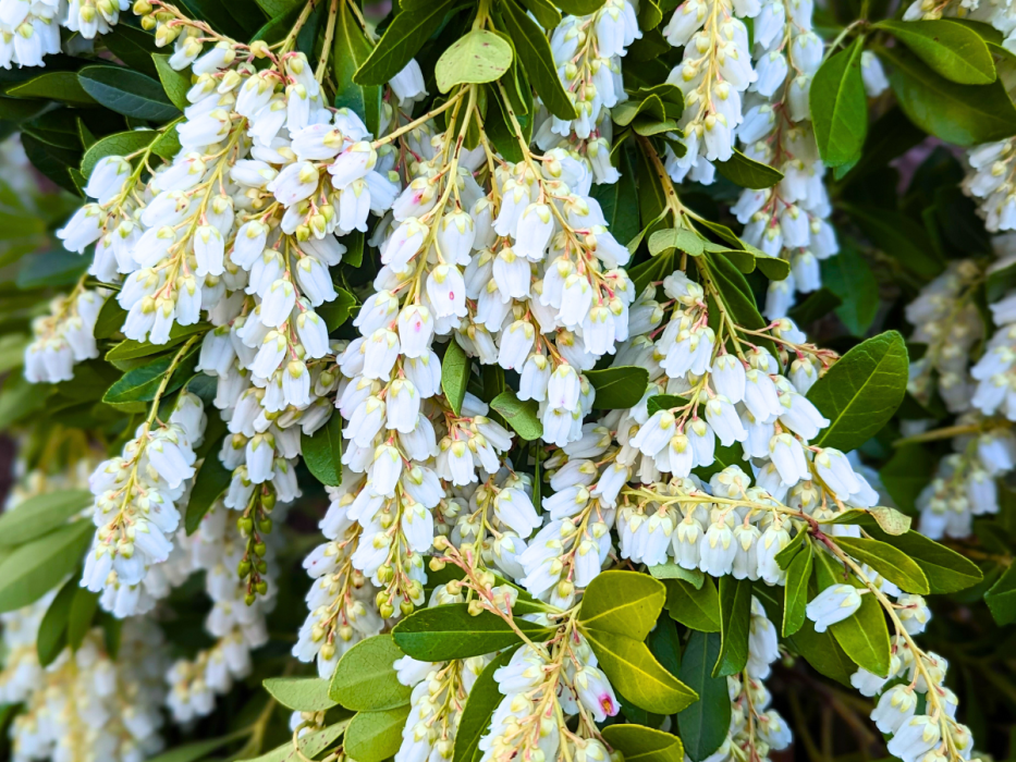 pieris