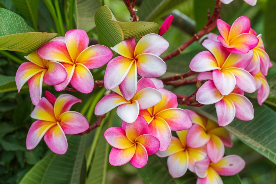plumeria