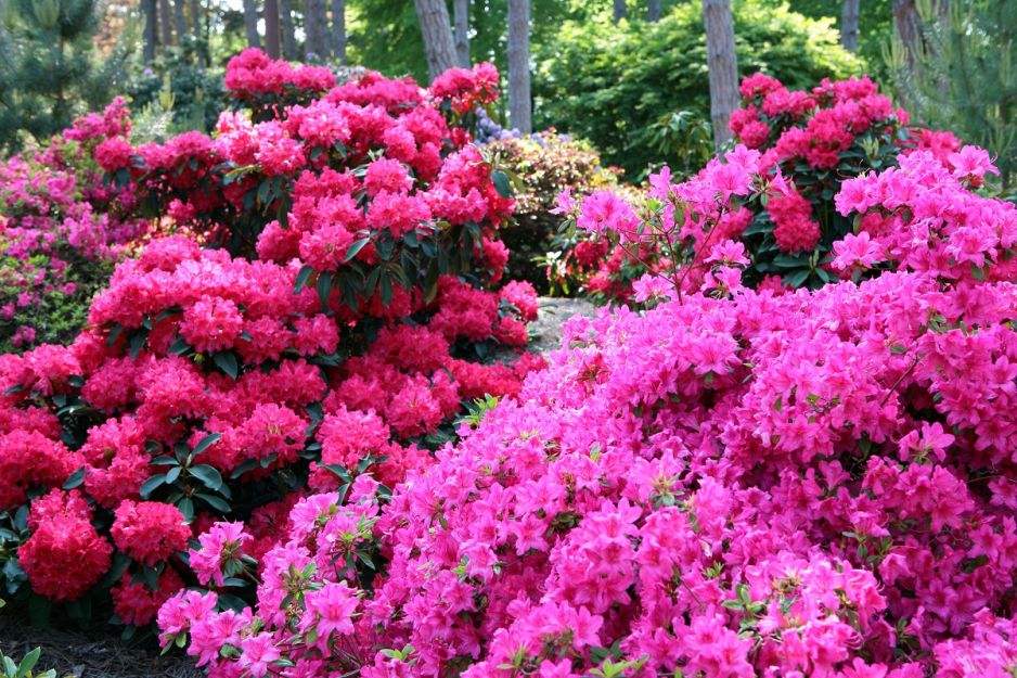 rododendron