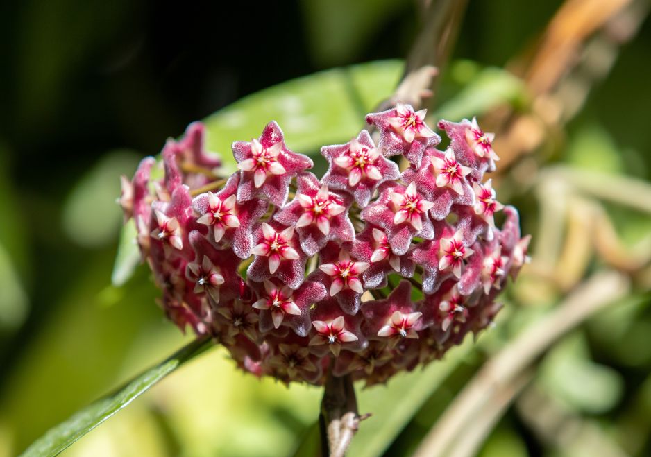 Hoja