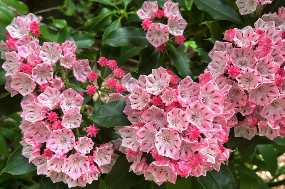 Kalmia latifolia