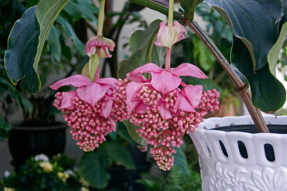 Medinilla Magnificia