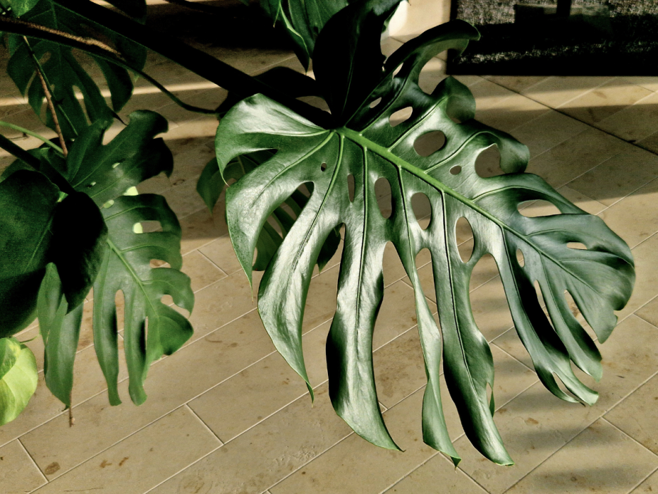 monstera