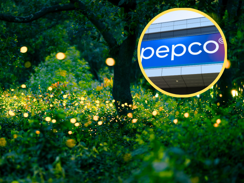 Solarne grzybki Pepco