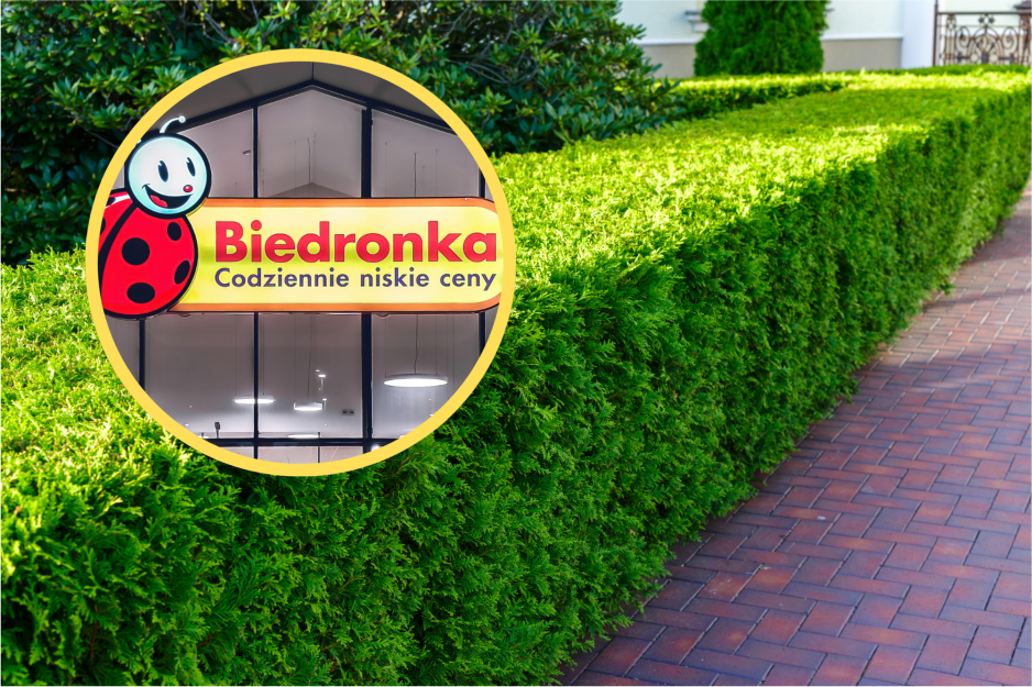 Biedronka