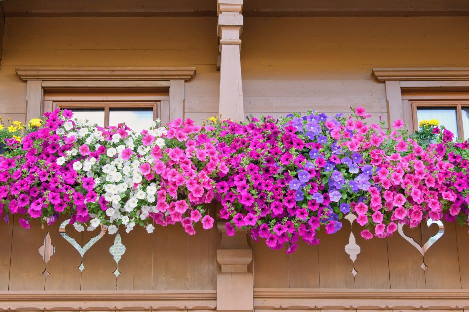 kwiaty balkon