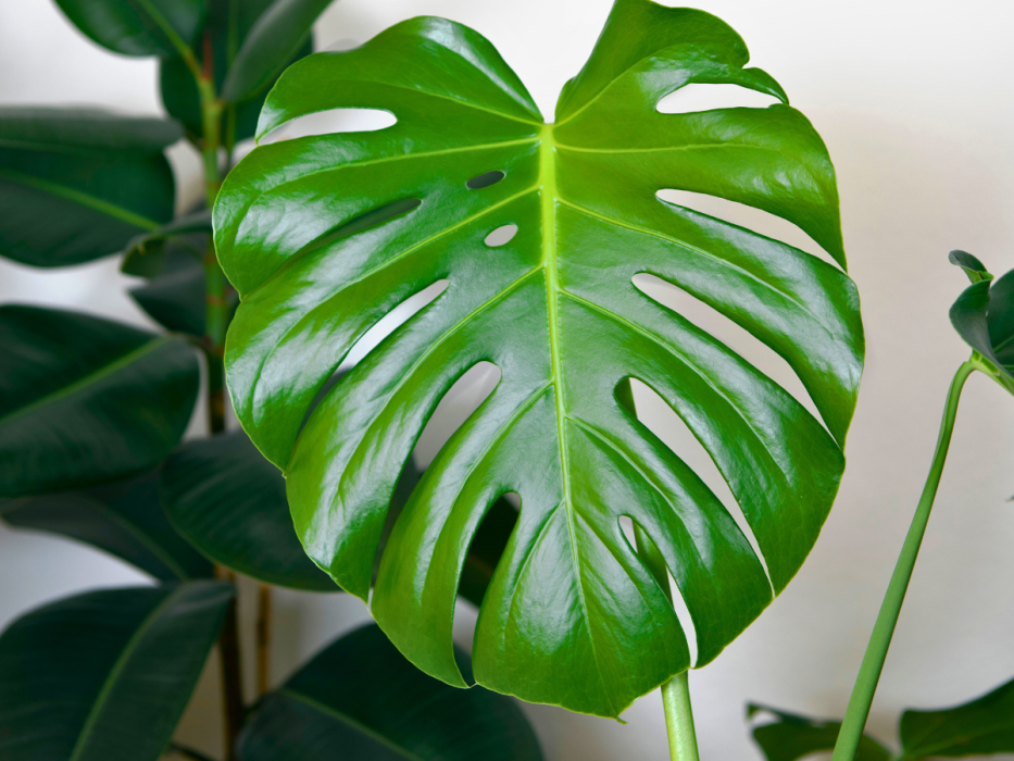 monstera