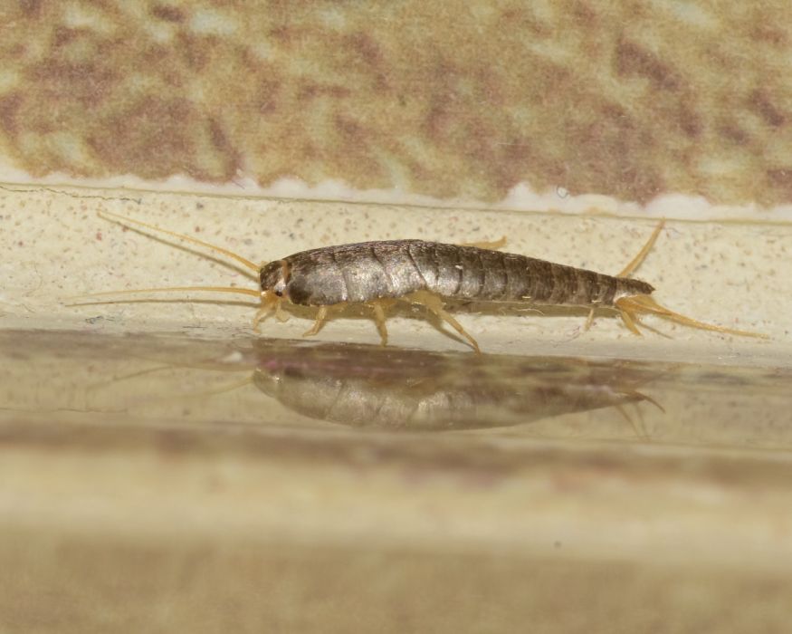 rybiki