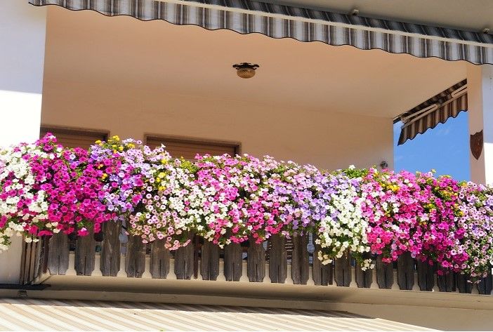 supertunia