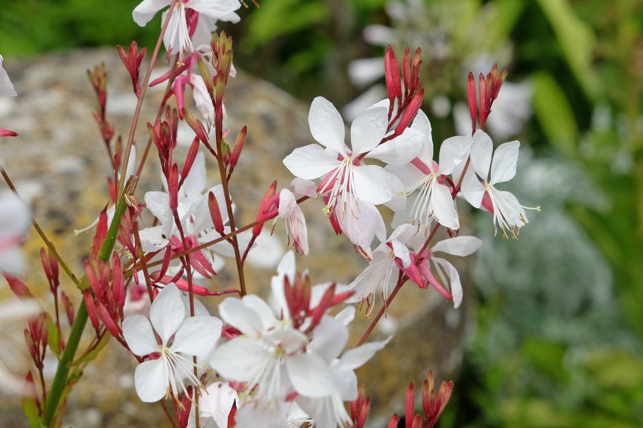 gaura