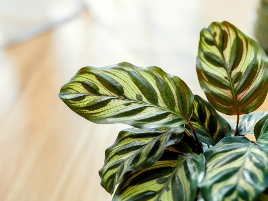 maranta
