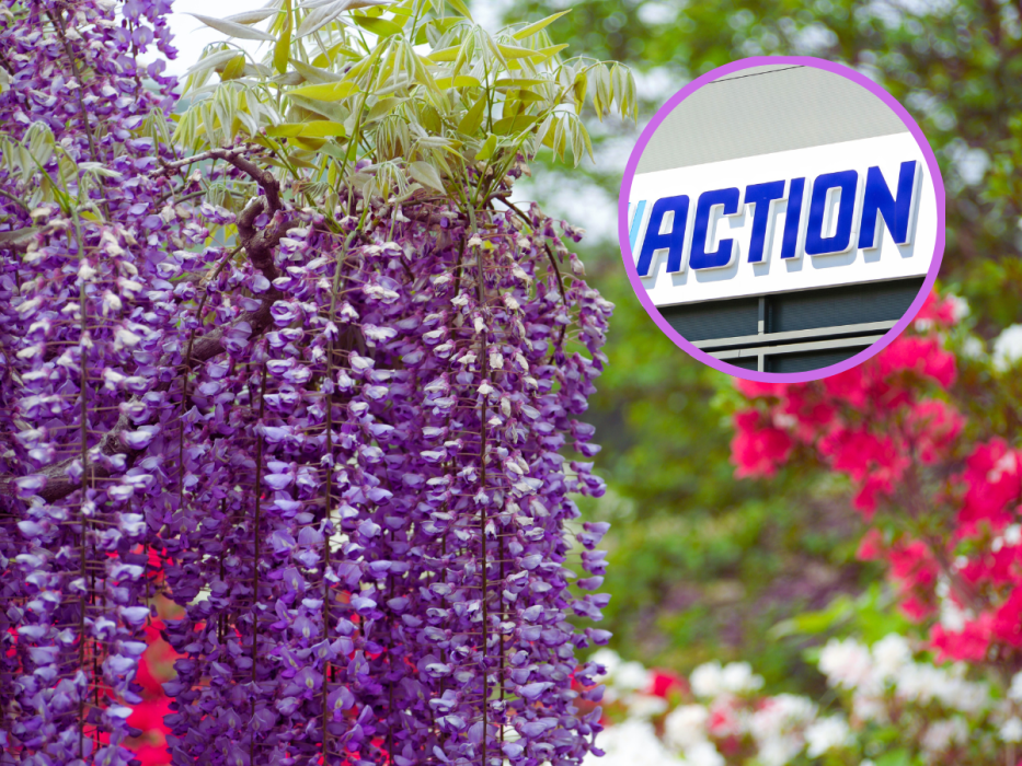 solarna wisteria Action