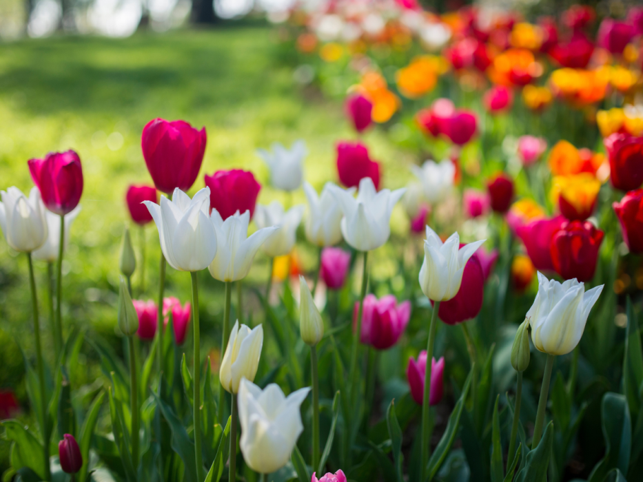 tulip
