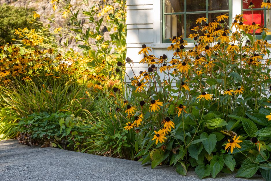 rudbekia
