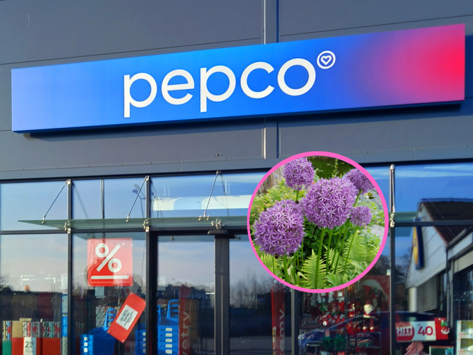 kwiaty pepco