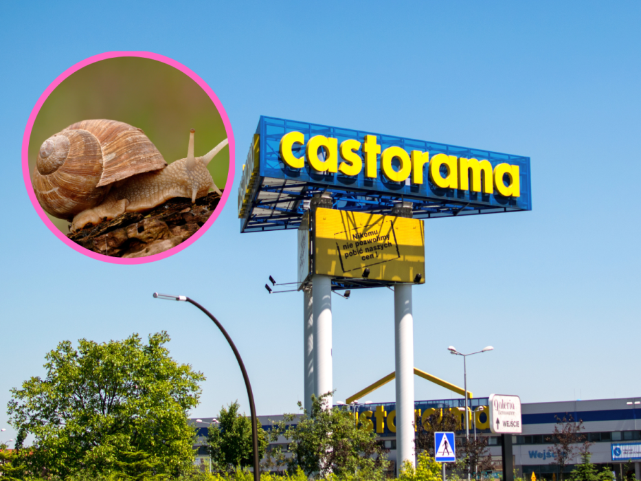 castorama