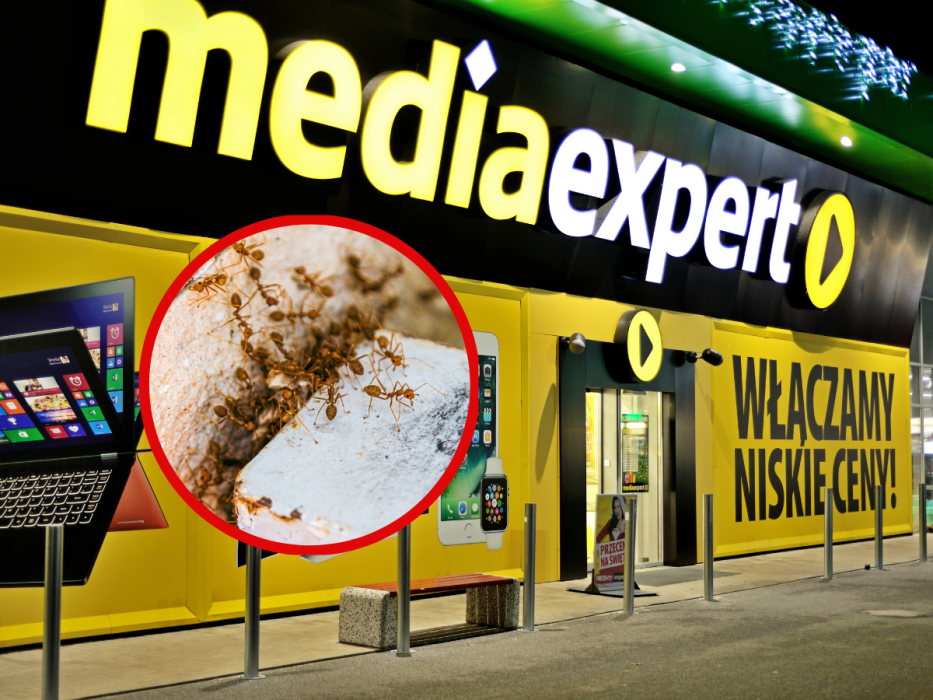 media expert