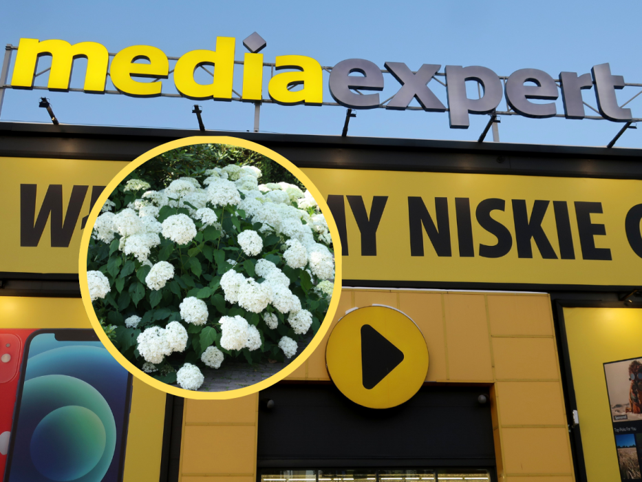 media expert