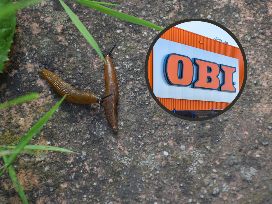 obi