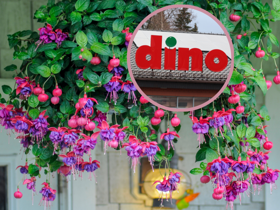dino