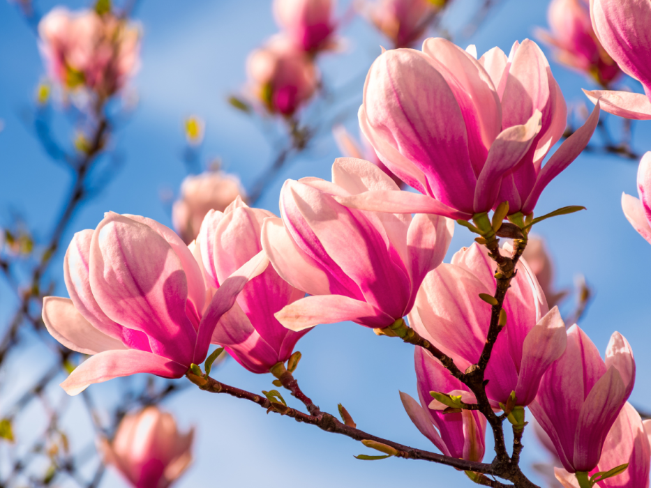 magnolie