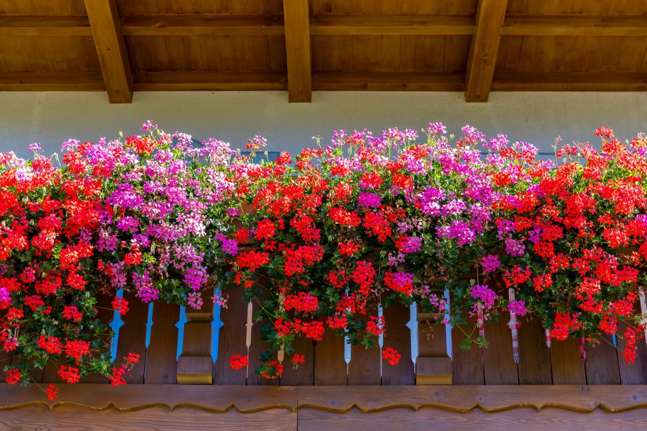 pelargonie