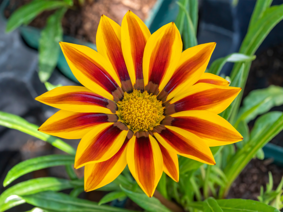 gazania