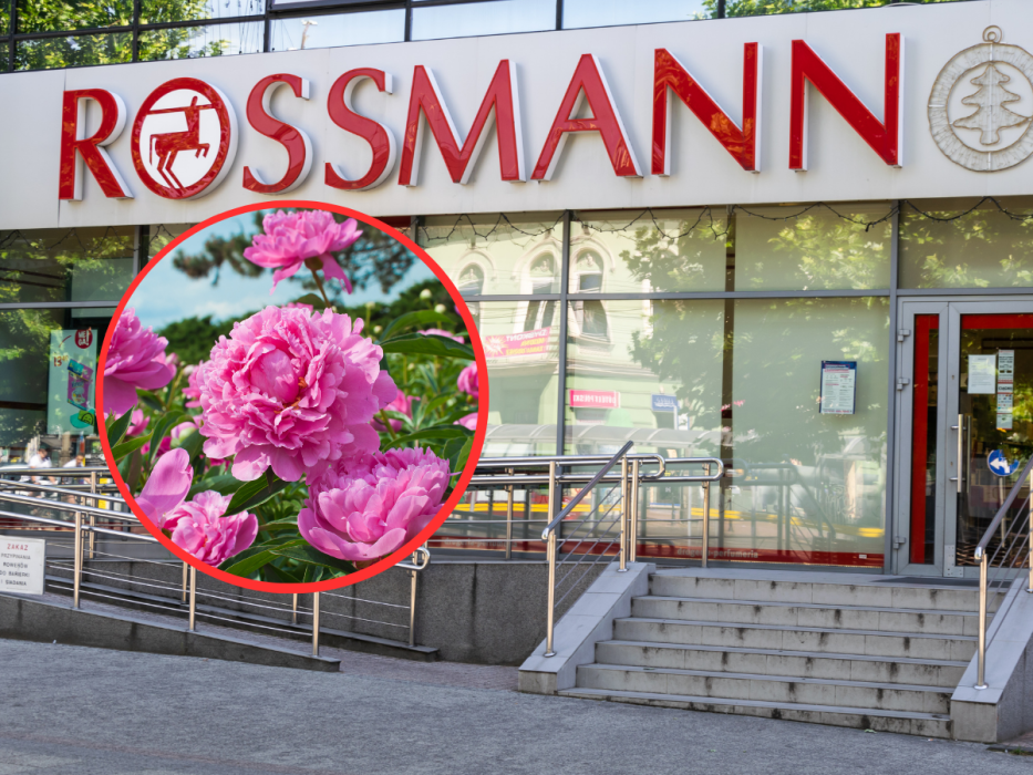 perfumy z Rossmanna