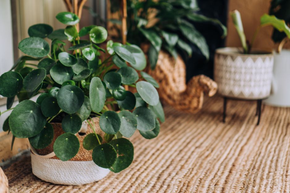 pilea