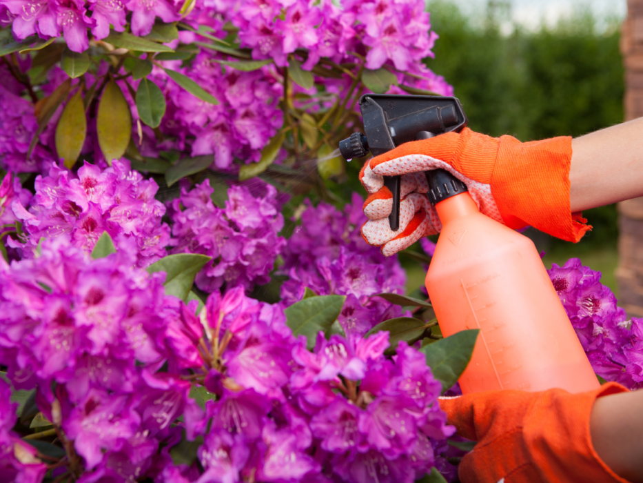 rododendron