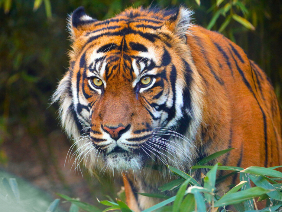 zoo wrocław
