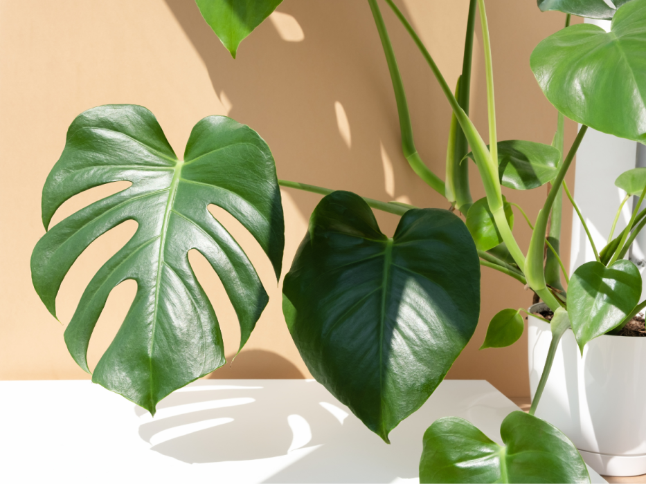 monstera